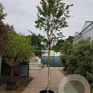 Lagerstroemia indica 200 cm stam container 16-18 leiboom