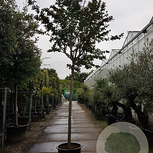 Lagerstroemia indica 200 cm stam container 16-18 leiboom