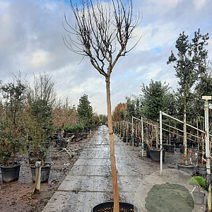 Lagerstroemia indica 200 cm stam container 18-20 leiboom