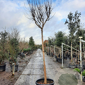 Lagerstroemia indica 200 cm stam container 18-20 leiboom