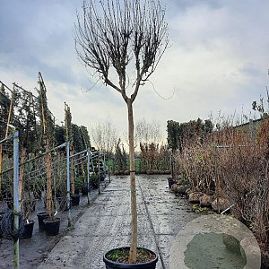 Lagerstroemia indica 200 cm stam container 20-25 leiboom