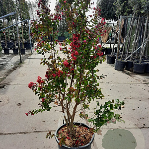 Lagerstroemia Dynabite 125-150 cm 30L