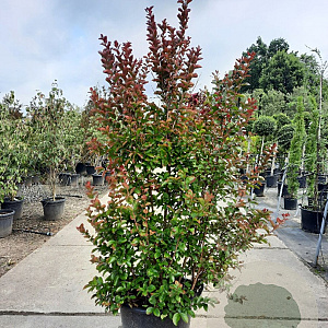 Lagerstroemia Dynabite 150-175 cm container meerstammig