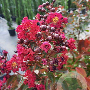 Lagerstroemia Dynabite 150-175 cm container meerstammig