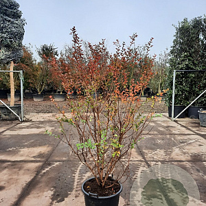 Lagerstroemia i. 'Rosea Nova' 175-200 cm 40L meerstammig