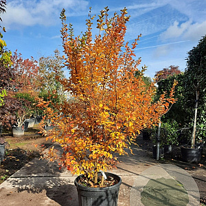 Lagerstroemia i. 'Rosea Nova' 175-200 cm cont. 70L meerstammig