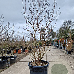 Lagerstroemia 'Natchez' 175-200 cm cont. 130L