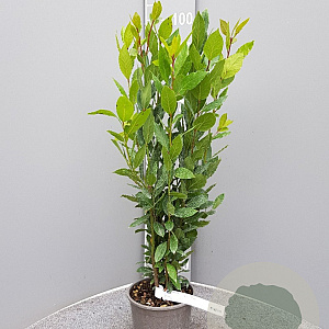 Laurus nobilis 60-80 cm 3,0L