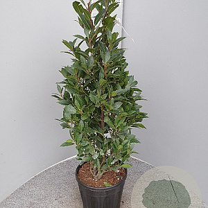 Laurus nobilis 70-80 cm 10L piramide