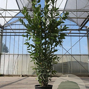 Laurus nobilis 125-150 cm 10L