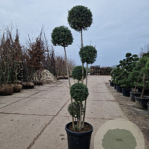 Ligustrum delavayanum 175-200 cm container Multistam
