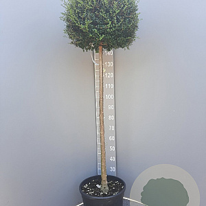 Ligustrum delavayanum 120 cm stam container bol