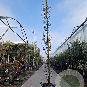 Liquidambar s. 'SlenderSilhouette' 350-400 cm 35L