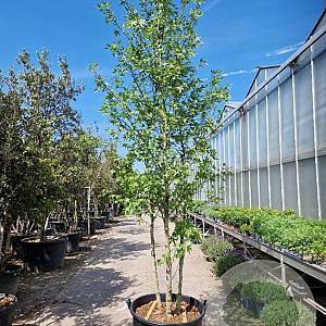 Liquidambar s. 'Worplesdon' 300-350 cm container meerstammig solitair