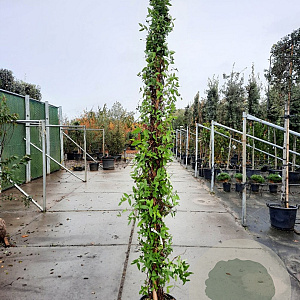 Lonicera henryi 250-300 cm 18L