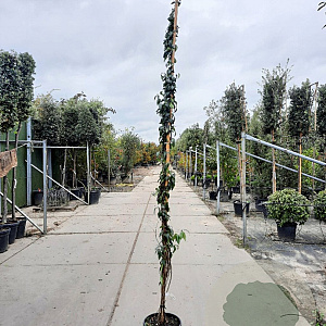 Lonicera henryi 250-300 cm 18L
