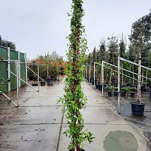 Lonicera henryi 250-300 cm 18L