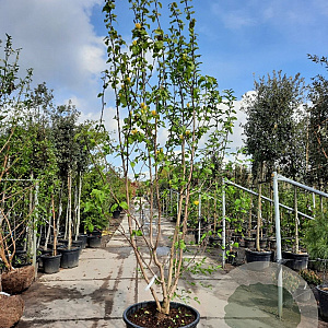 Magnolia brookl. 'Yellow Bird' 300-350 cm container meerstammig