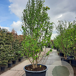 Magnolia brookl. 'Yellow Bird' 350-400 cm container meerstammig