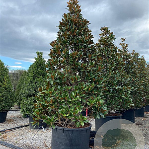 Magnolia grand. 'Galissonnière' 400-450 cm container