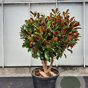 Magnolia grand. 'Goliath' 100-125 cm container piramide