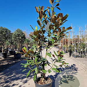 Magnolia grand. 'Goliath' 125-150 cm 18L