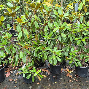 Magnolia grand. 'Goliath' 125-150 cm 18L