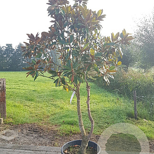 Magnolia grand. 'Goliath' 175-200 cm container piramide