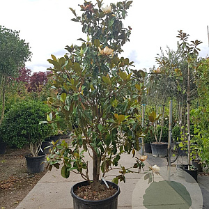 Magnolia grand. 'Goliath' 300-350 cm container meerstammig