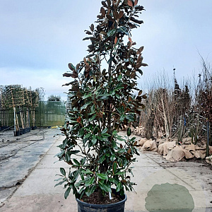 Magnolia grand. 'Goliath' 300-350 cm container meerstammig