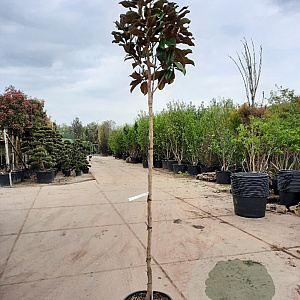 Magnolia grand. 'Goliath' 180 cm stam container 10-12 hoge lei