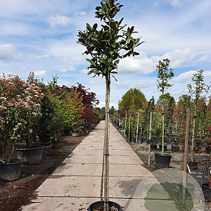 Magnolia grand. 'Goliath' 180 cm stam container 10-12 hoge lei