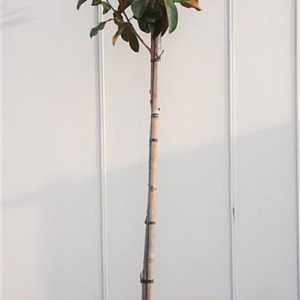 Magnolia grand. 'Goliath' 180 cm stam container 10-12 hoge lei