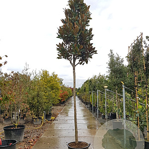 Magnolia grand. 'Goliath' 200 cm stam container 20-25 leiboom