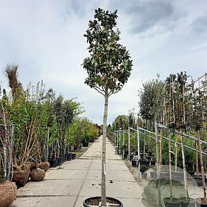 Magnolia grand. 'Goliath' 200 cm stam container 20-25 leiboom