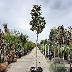 Magnolia grand. 'Goliath' 220 cm stam container 20-25