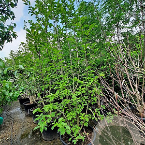 Magnolia kobus 300-350 cm container meerstammig