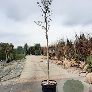 Magnolia kobus 200 cm stam container 18-20 leiboom