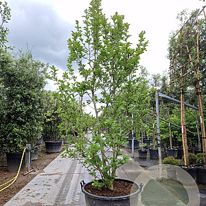 Magnolia loebneri 'Merrill' 250-300 cm container struikopstam