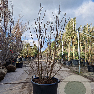 Magnolia 'Susan' 150-160 cm container 