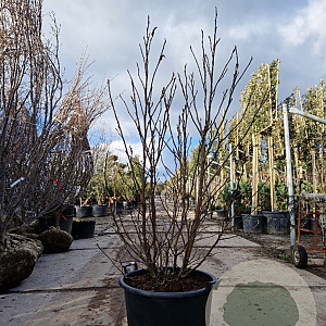 Magnolia 'Susan' 150-160 cm container 