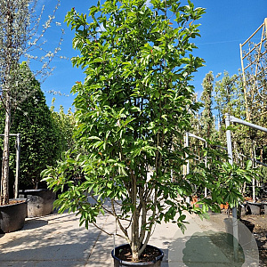 Magnolia 'Wada's Memory' 250-300 cm cont. 70L