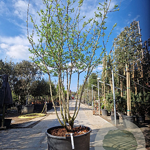 Mespilus germanica 250-300 cm container struik