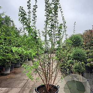 Morus alba 250-300 cm container struikopstam