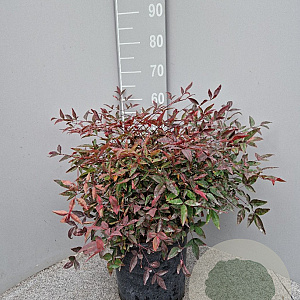 Nandina domestica 40-50 cm 10L