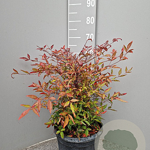 Nandina domestica 40-50 cm 10L