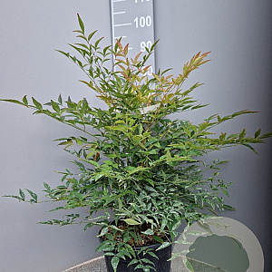 Nandina domestica 50-60 cm 10L