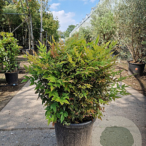 Nandina d. 'Gulf Stream' 50-60 cm 25L