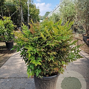 Nandina d. 'Gulf Stream' 50-60 cm 25L