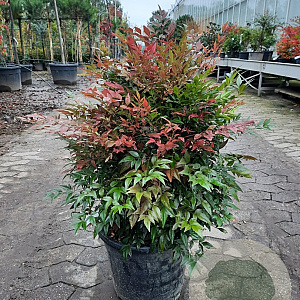 Nandina d. Obsessed 40-60 cm 15L